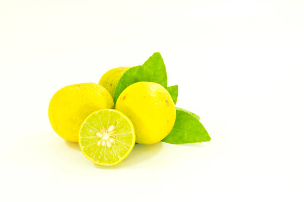 limón - tinción acidorresistente fotos fotografías e imágenes de stock