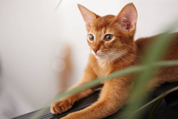 istock Playful cute little red cat. 900427374