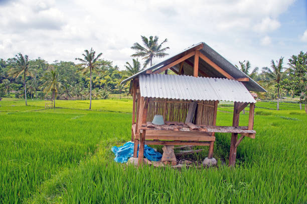 Hut in the rice fields in Indonesia