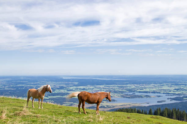 Horses spending the summer on a mountain meadow Horses spending the summer on a mountain meadow below the peak of the rear Hoernle in Upper Bavaria lake staffelsee photos stock pictures, royalty-free photos & images