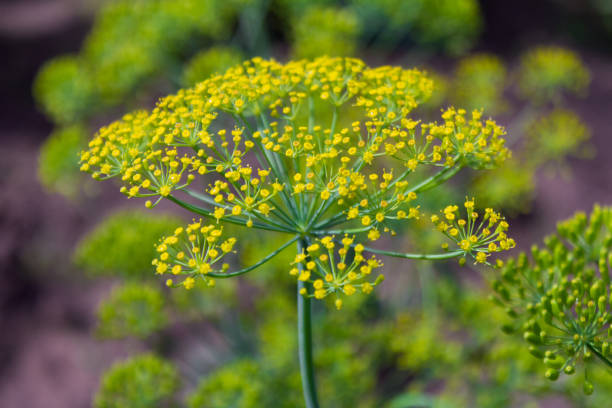 istock DILL,fennel seeds 900428816