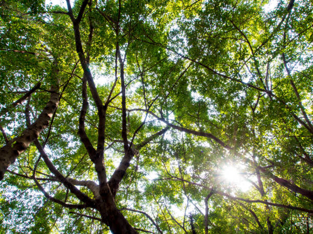 istock Sunlight sifting through the leaves of Banyan trees 900428862