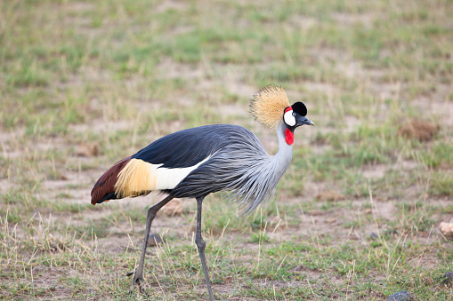 A Grey Crowned Crane in Amboseli National Park, Kenya