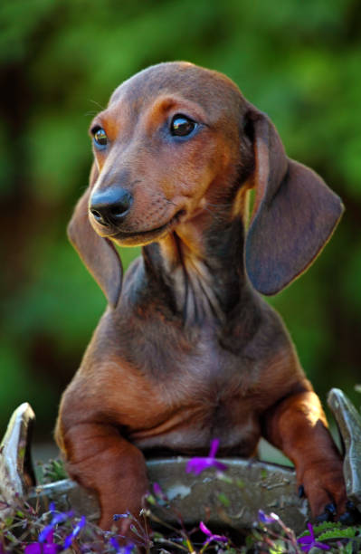 istock Dachshund Dog summer garden 900431400