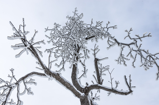 A bare tree coated with its branches thick ice.  Image taken looking up towards a clear winter sky.  Niagara Falls, NY.   