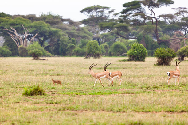 istock Caracal And Gazelles 900431822