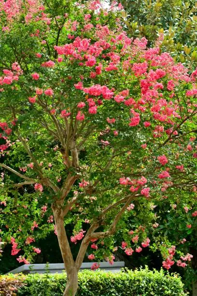 Crape myrtle is a deciduous tree or shrub, with especially handsome bark; the smooth gray outer bark flaking away to reveal glossy cinnamon brown bark beneath. Small white, red or purple flowers are borne in clusters in early summer, often blooming again in late summer.