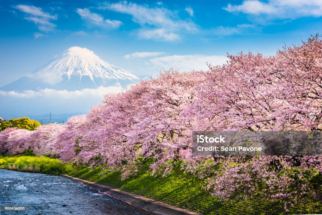 Mt. Fuji in Spring Mt. Fuji, Japan spring landscape. Cherry Blossom Stock Photo