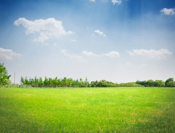 istock Green field under blue sky. Beauty nature background 900439760
