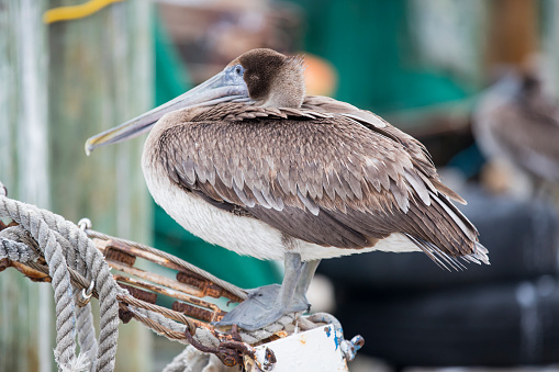 Portrait of a brown booby bird (Sula leucogaster) sitting on a ship in the ocean, close-up.