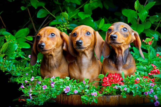 istock Dachshund Dog summer garden 900440062