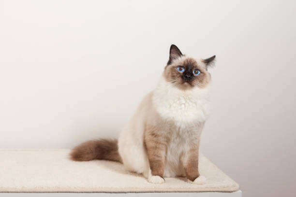 Birman cat is  sitting on the chest of drawers stock photo