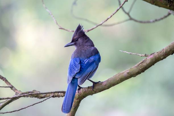 istock Steller's Jay (Cyanocitta stelleri) 900440172