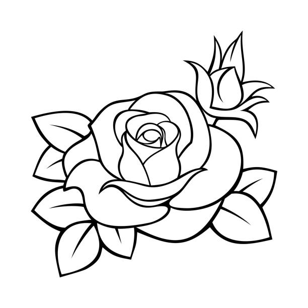 Rose Vector Black And White Contour Drawing Stock Illustration - Download  Image Now - Rose - Flower, Line Art, Outline - iStock