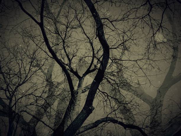 istock Dead trees with shadows in vintage style view - vignette and grunge image techniques. 900440376