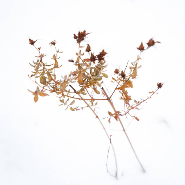 istock Winter flower with snow 900440404