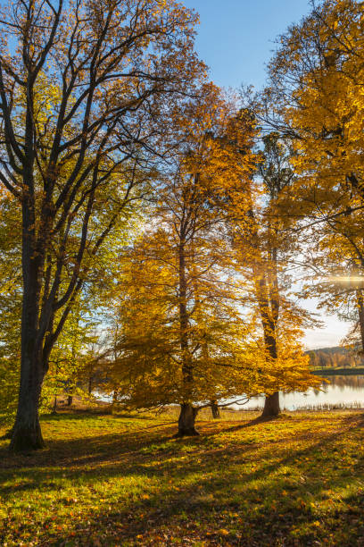 Sunny day by a lake in fall. Sunny day in park by a lake in fall, with backlit beeches. norway autumn oslo tree stock pictures, royalty-free photos & images