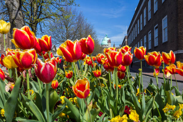 Tulips in Royal Tunbridge Wells, England