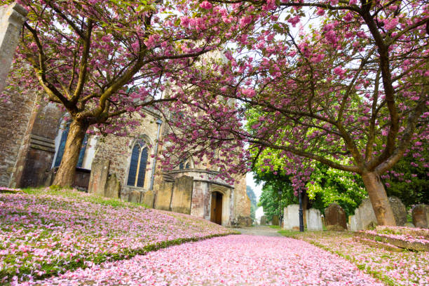 sankt nikolaus kirche in sevenoaks, england - town of blossom stock-fotos und bilder