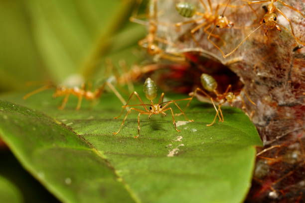 istock Green ants defending their nest 900450152