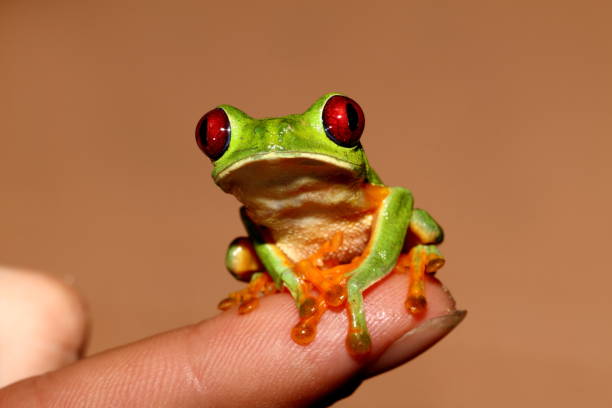 istock Red-eyed tree frog standing on a man's finger 900450182