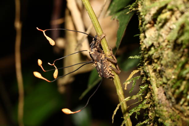 Yasuni Nationalpark Fotos Bilder und Stockfotos iStock