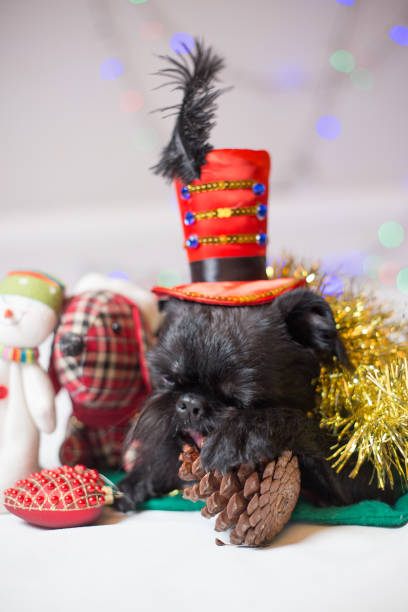 Brussels griffon portrait on a white background, isolated