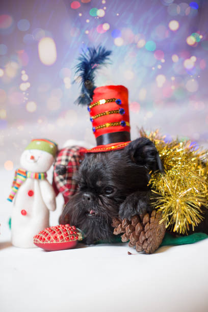 Brussels griffon portrait on a white background, isolated