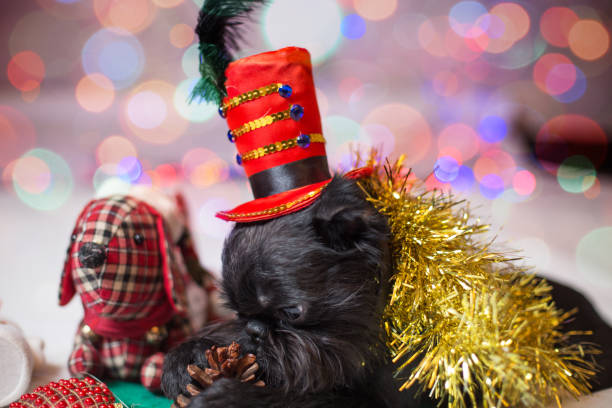 Brussels griffon portrait on a white background, isolated