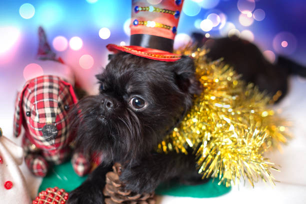 Brussels griffon portrait on a white background, isolated