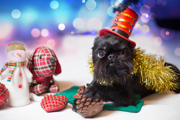 Brussels griffon portrait on a white background, isolated
