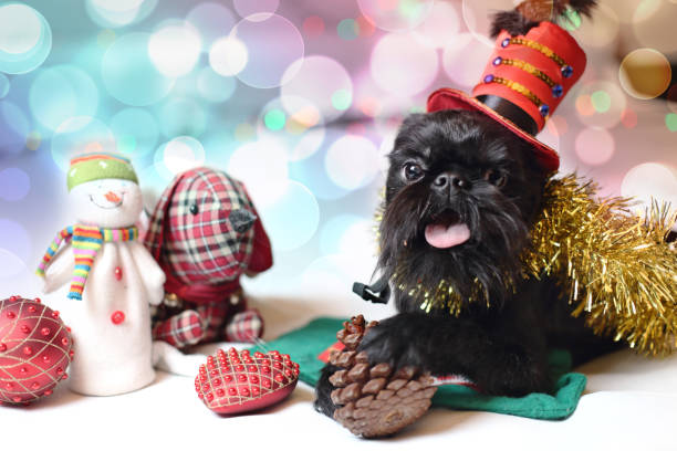 Brussels griffon portrait on a white background, isolated
