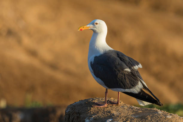 istock California Gull perched on a cliff - San Diego, California 900461642