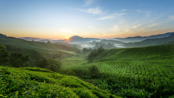 istock Sunrise At Tea Plantation 900461990
