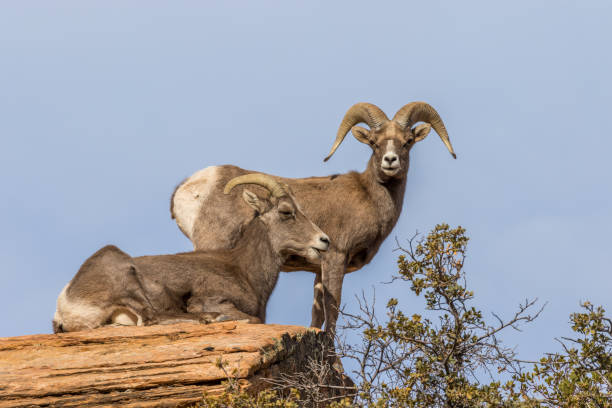 istock Desert Bighorn Ewe and Ram in Rut 900464390