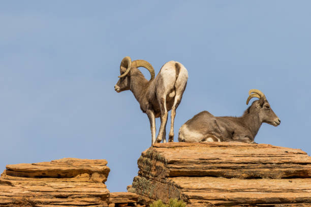 istock Desert Bighorn Ewe and Ram in Rut 900464394