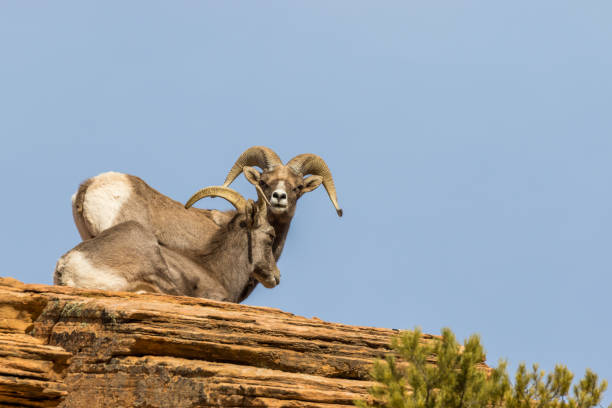 istock Desert Bighorn Ewe and Ram in Rut 900464396