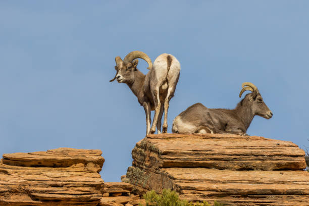 istock Desert Bighorn Ewe and Ram in Rut 900464436