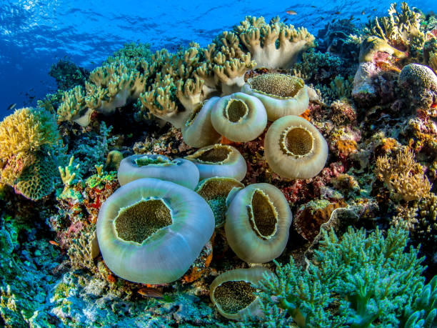 Coral Reef Tubbataha Reef Philippines bohol photos stock pictures, royalty-free photos & images