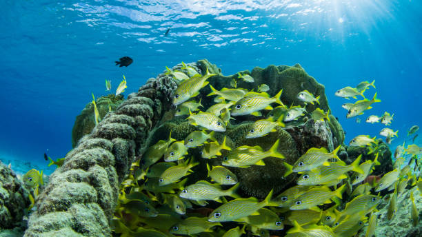 Coral Reef Curacao stock photo