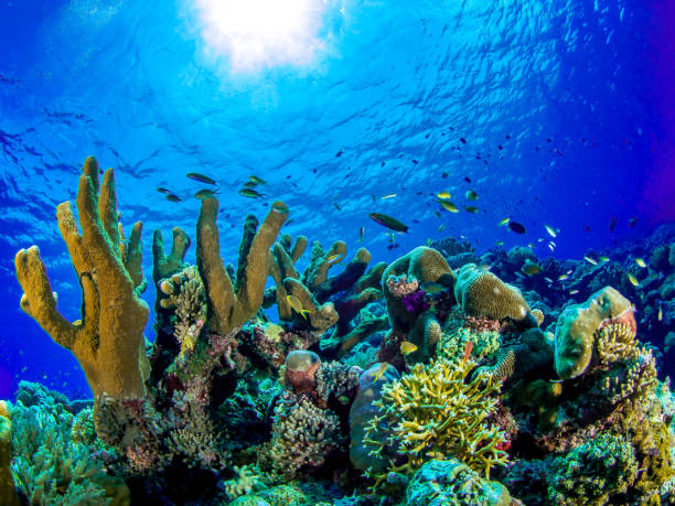 Coral Reef Tubbataha Reef Philippines bohol photos stock pictures, royalty-free photos & images