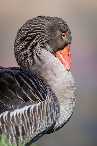 Toulouse Farm Goose