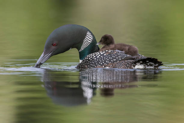 istock A week-old Common Loon chick  rides on its mother's back 900469394