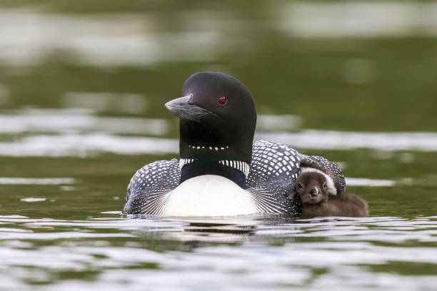 istock Common Loon chick seeking cover under its mother's wing 900469426
