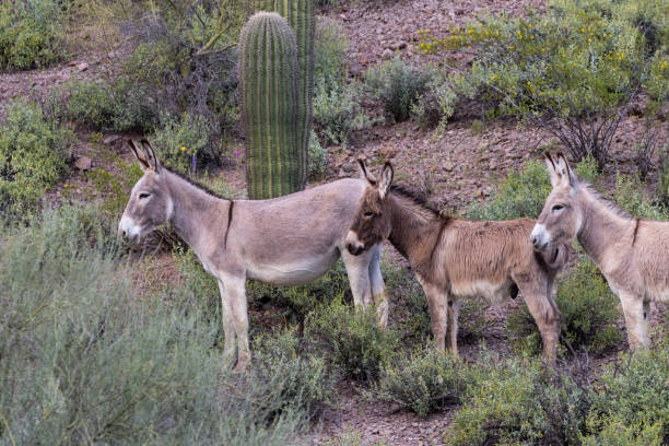 istock Wild Burros in the Arizona Desert 900472052