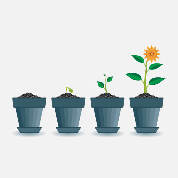 istock stages of plant growth, plant growing schedule, infographic 900472356