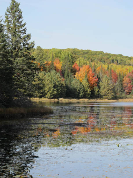 istock Colorful foliage on lake 900475702