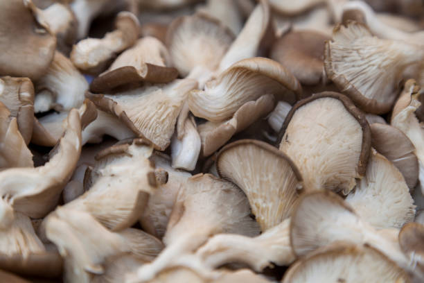 sfondo di funghi ostriche come girato in un mercato all'aperto di parigi. - funghi ostrica foto e immagini stock