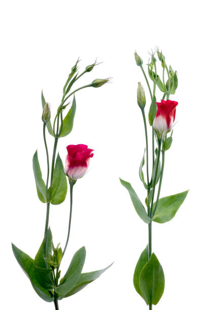 istock Beautiful red flowers 900475972