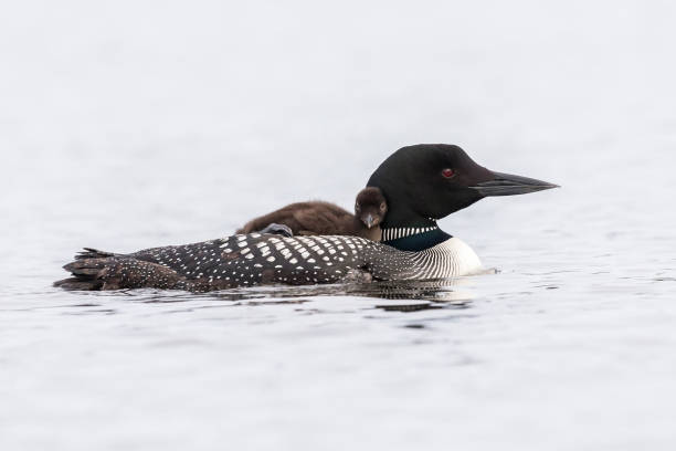 istock A week-old Common Loon chick  riding on its mother's back 900479110